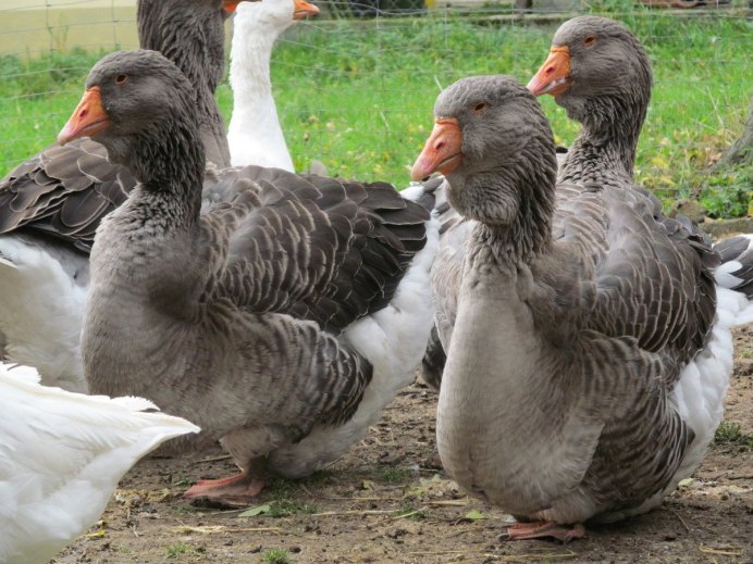 Гуси ландские хохлатые