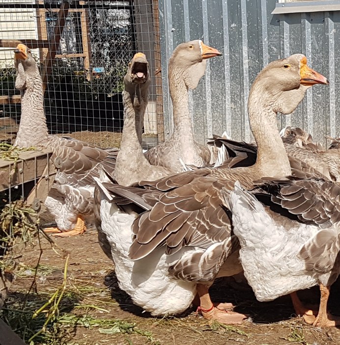 Гуси породы белая Линда