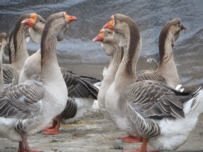 Гуси Линда серые