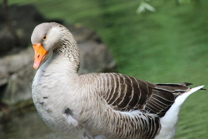 Гуси серые крупные