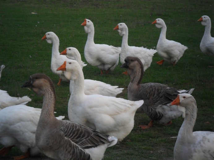 Гуси королевской породы