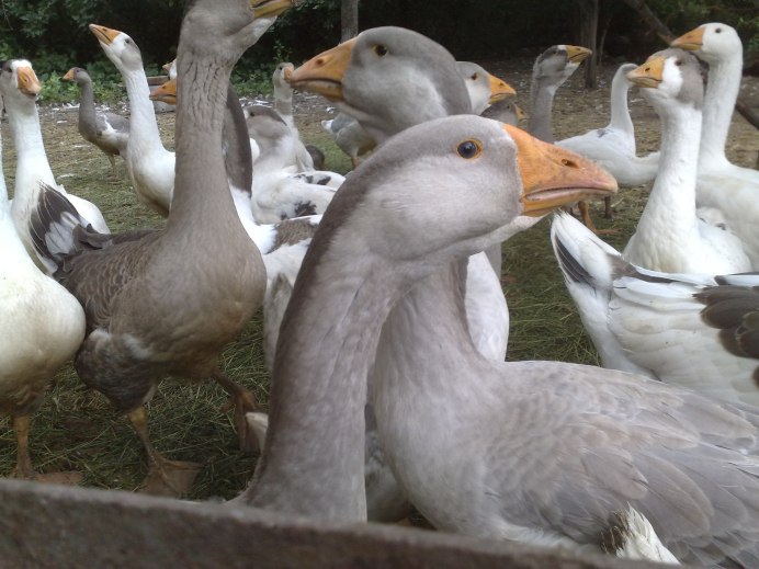 Тулузские гуси гусей