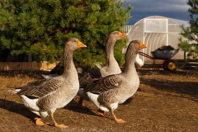 Серые гуси порода