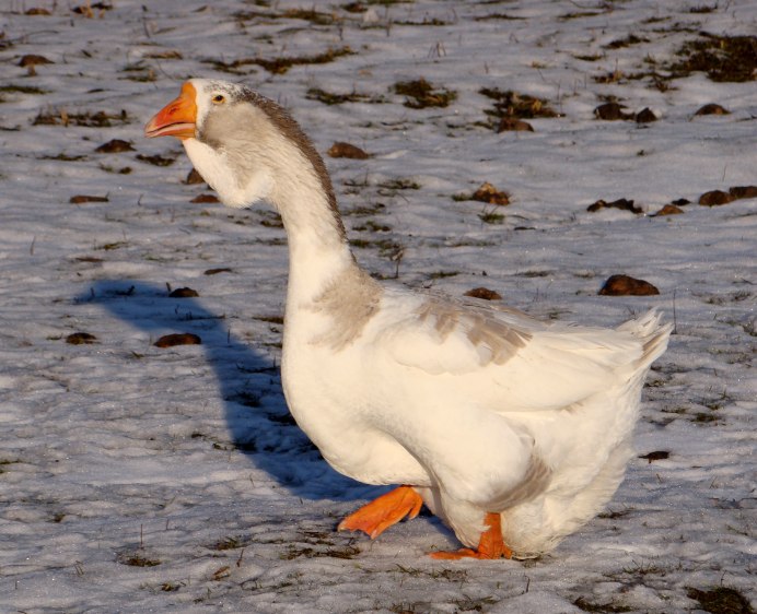 Адлерский Гусь