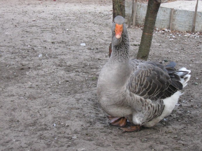 Гуси Благоварские Холмогоры