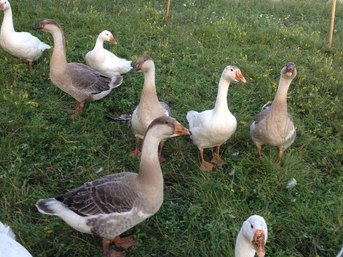 Шадринская (Уральская) порода гусей