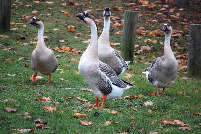 Шадринская порода гусей
