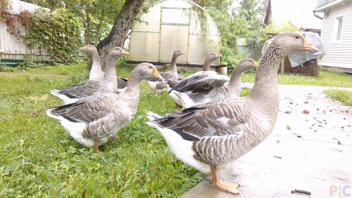 Самые крупные гуси