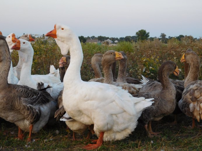 Виштинес порода гусей