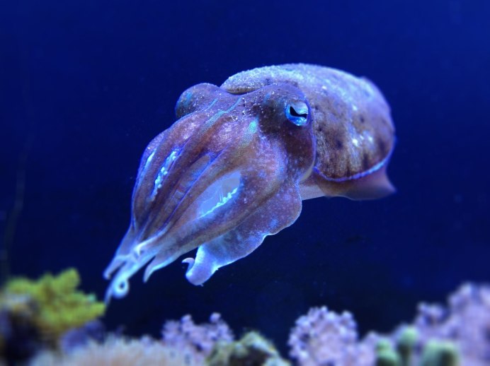 Спагетти Нери с морепродуктами