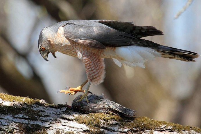 Камчатский тетеревятник Accipiter gentilis albidus