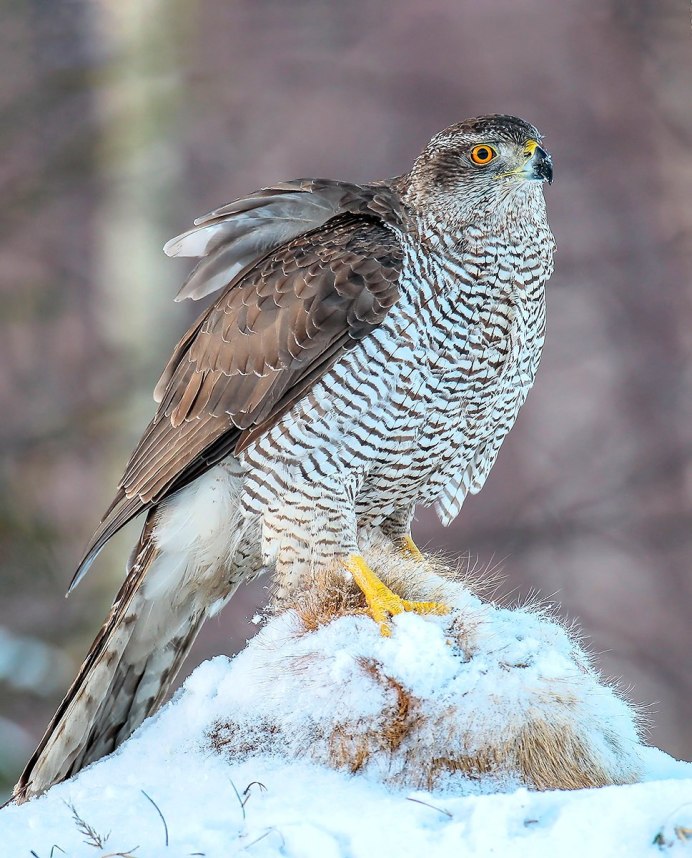 Ястреб - тетеревятник (Accipiter gentilis)