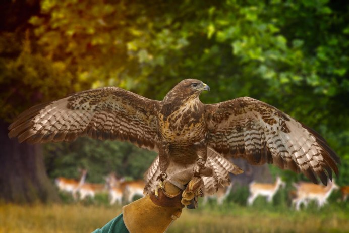 Northern Goshawk