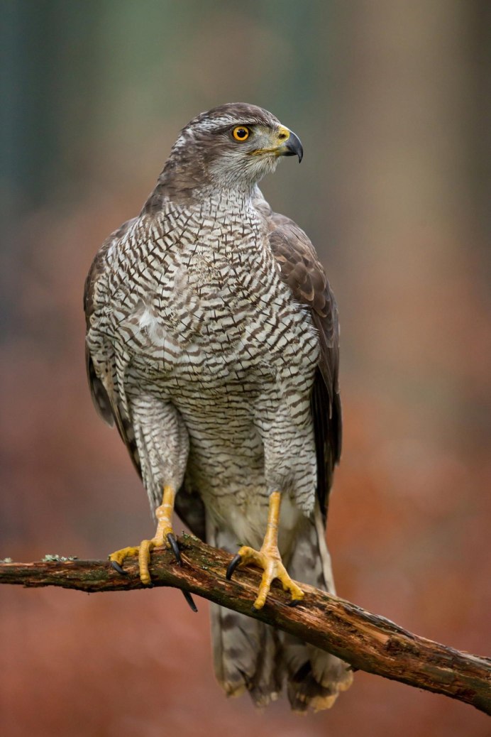 Тетеревятник (Accipiter gentilis)