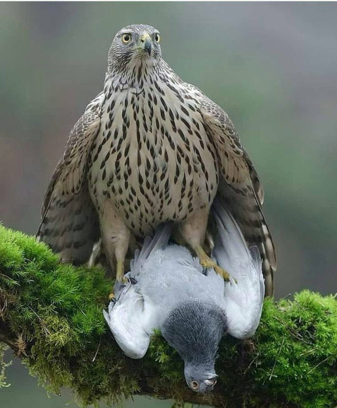 Ястреб - тетеревятник (Accipiter gentilis)