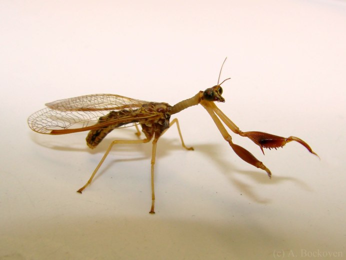 Богомол vespamantoida wherleyi