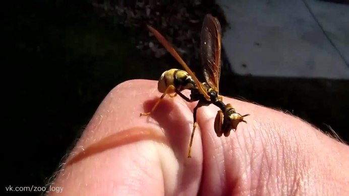 Мантиспида Climaciella brunnea
