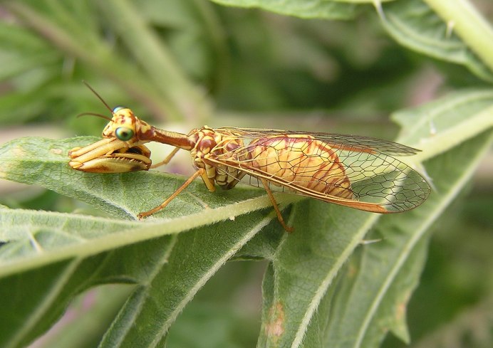 Mantispa styriaca