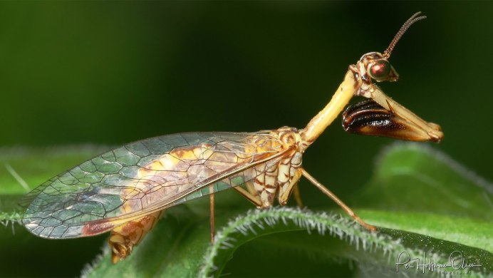 Mantispa styriaca
