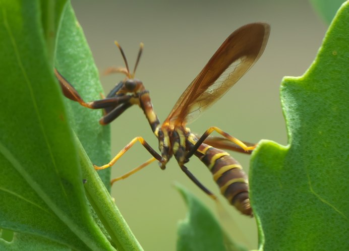 Climaciella brunnea