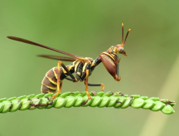 Climaciella brunnea