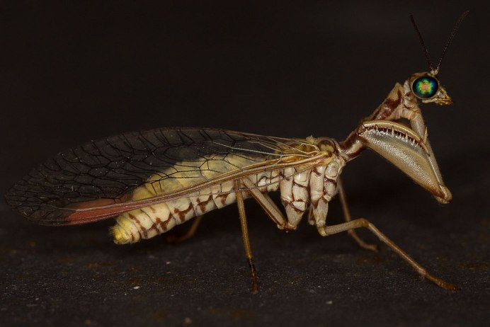 Богомол Monster girl Insectoid