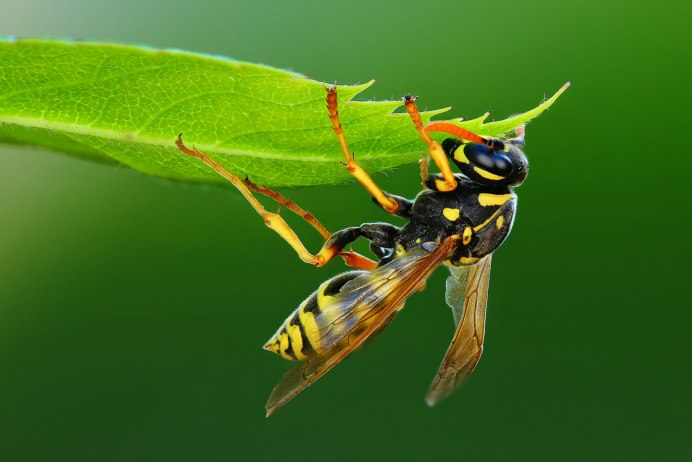 Hornet животное