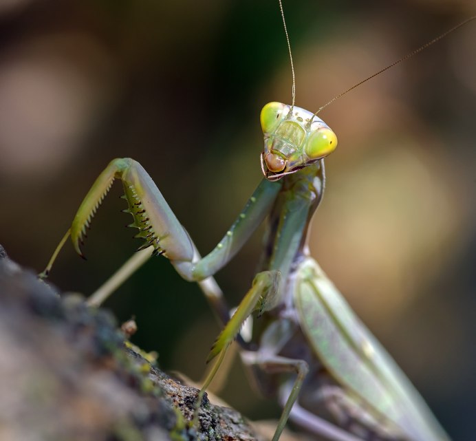 Larvae Neuroptera