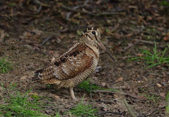 Вальдшнеп и Бекас птица