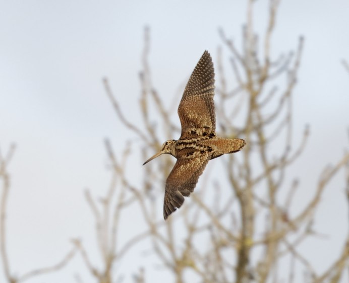 Птица вайшнепа