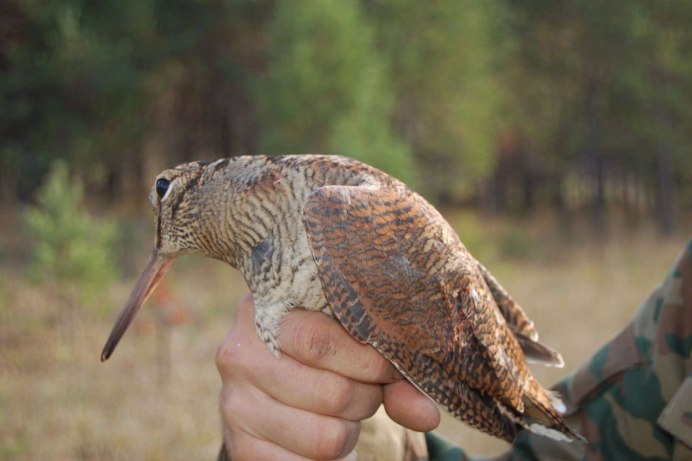 Кулик вальдшнеп