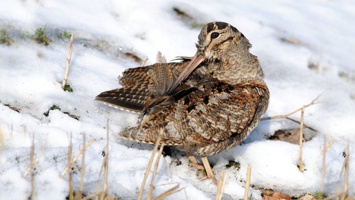 Токующий вальдшнеп