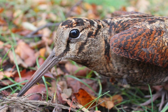 Кулик вальдшнеп