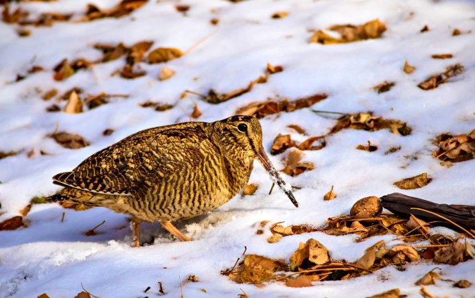 Вальдшнеп в полете