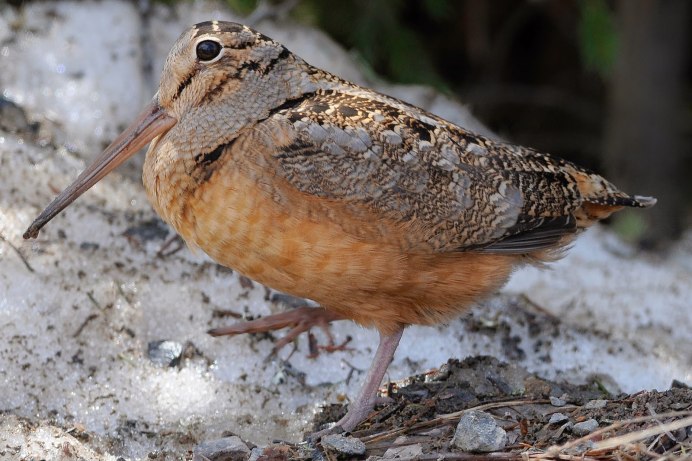 Вальдшнеп Пернатая дичь