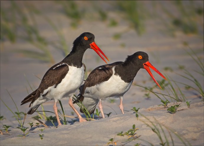 Бекас Кулик птица