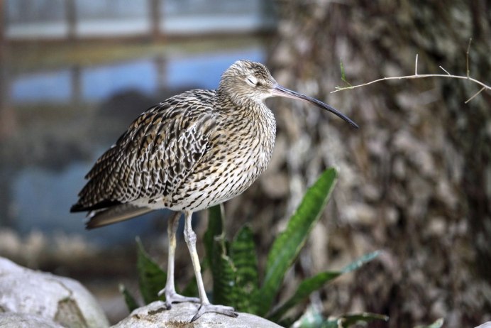 Гаршнеп вальдшнеп Бекас