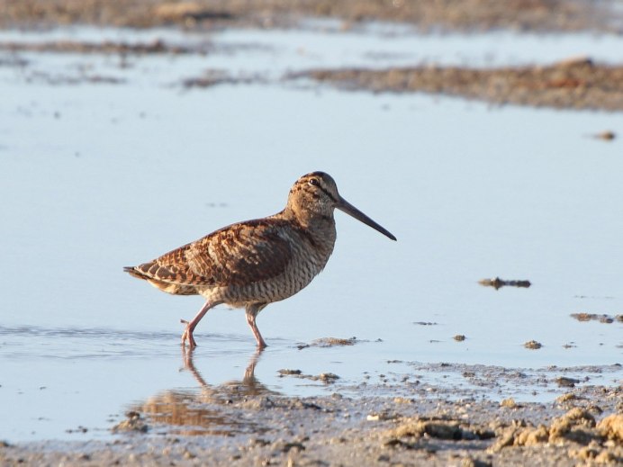 Американский вальдшнеп
