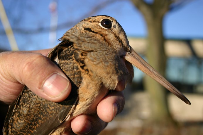 Птица Кулик вальдшнеп