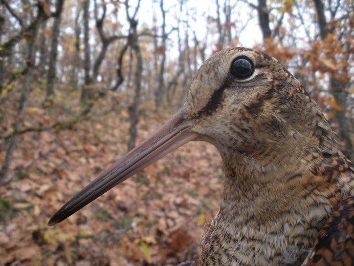 Вальдшнеп птенец