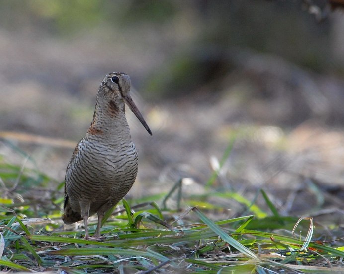 Кулик вальдшнеп