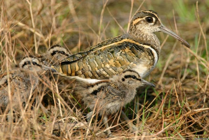 Дупель (Gallinago Media (Latham, 1787))