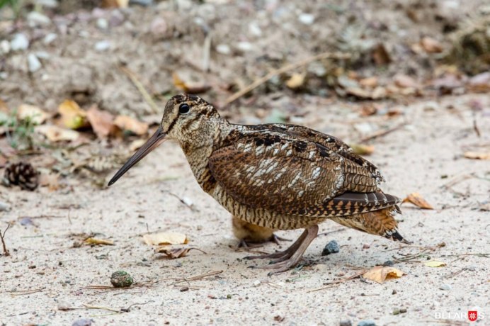 Американский вальдшнеп птица