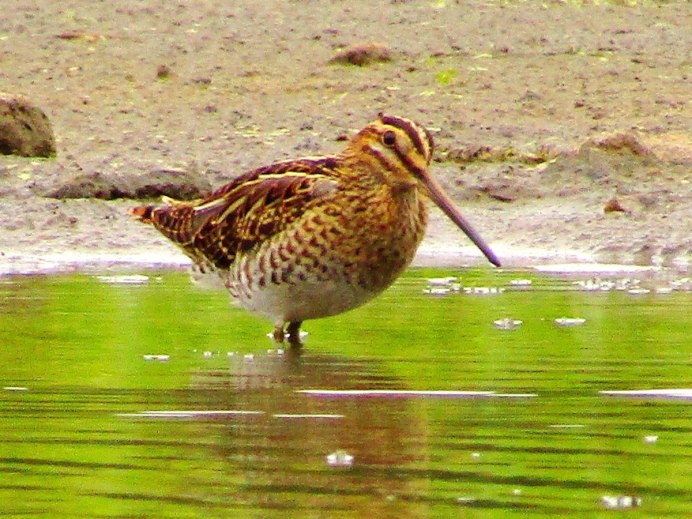 Бекас дупель гаршнеп