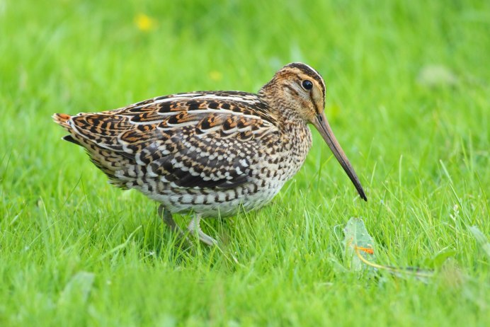 Кулик Бекас