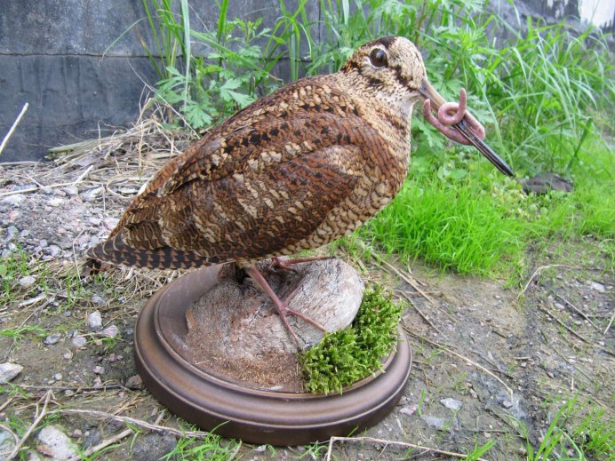 Птица Кулик вальдшнеп