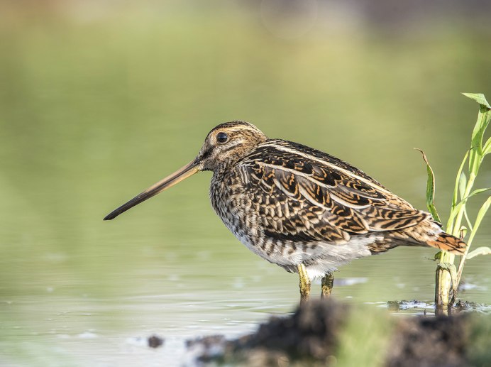 Птичья стая