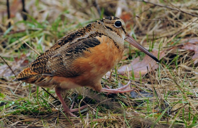 Лесной Кулик вальдшнеп