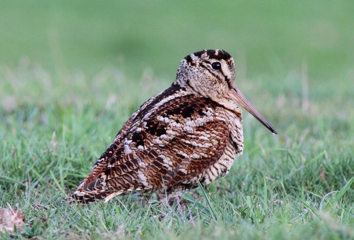 Вальдшнеп птица