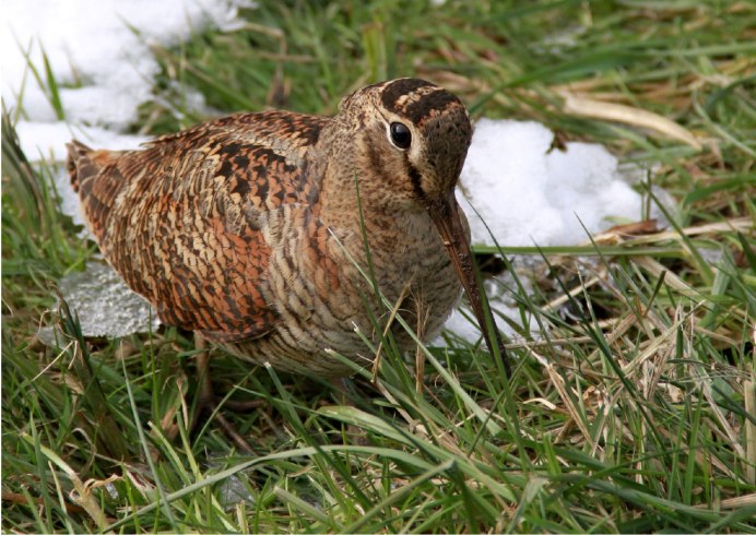 Перелётные птицы вальдшнеп